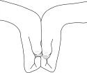 svinja